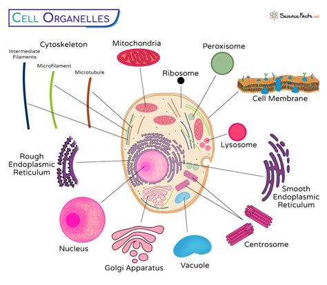 how are the organelles similar to organs